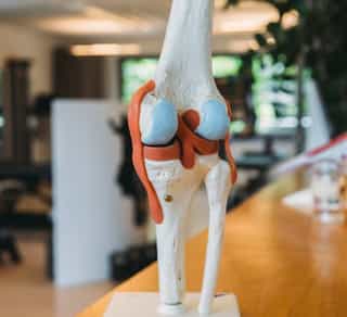 Zu sehen ist ein Modell eines Kniegelenks in den Räumen von PhysioSport Köln.