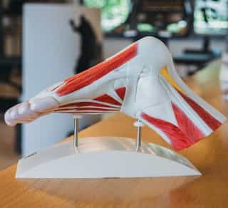 Zu sehen ist ein Modell eines Fußes mit Knochen und Sehnen.